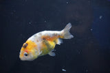 Baby Ranchu  Calico 2.5 Inch (ID#1022R9c-56) Free2Day SHIPPING