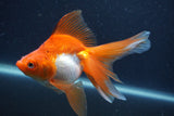 Ryukin Long Tail Red White 5 Inch (ID#1231Ry7b-4) Free2Day SHIPPING