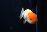 Juvenile Lionchu  Red White 3.5 Inch (ID#1220R11b-14) Free2Day SHIPPING