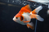 Ryukin  Red White 4.5 Inch (ID#221Ry8a-24) Free2Day SHIPPING
