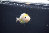 Baby Ranchu  Calico 2.5 Inch (ID#1022R9c-56) Free2Day SHIPPING