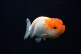 Juvenile Lionchu  Red White 3.5 Inch (ID#1220R11b-14) Free2Day SHIPPING