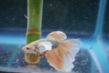 Dumbo   Multicolor Halfmoon Male Betta (ID#801-M614) Free2Day SHIPPING