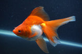 Ryukin Long Tail Red White 5 Inch (ID#1231Ry7b-4) Free2Day SHIPPING