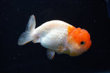 Juvenile Lionchu  Red White 3.5 Inch (ID#1220R11b-14) Free2Day SHIPPING