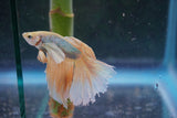 Dumbo   Multicolor Halfmoon Male Betta (ID#801-M614) Free2Day SHIPPING