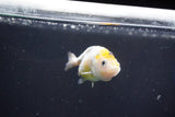 Baby Ranchu  Calico 2.5 Inch (ID#1022R9c-56) Free2Day SHIPPING