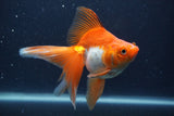 Ryukin Long Tail Red White 5 Inch (ID#1231Ry7b-4) Free2Day SHIPPING