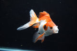Ryukin  Red White 4.5 Inch (ID#221Ry8a-24) Free2Day SHIPPING