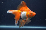 Ryukin Long Tail Red White 5 Inch (ID#1231Ry7b-4) Free2Day SHIPPING