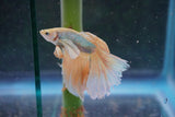 Dumbo   Multicolor Halfmoon Male Betta (ID#801-M614) Free2Day SHIPPING