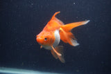 Ryukin Long Tail Red White 5 Inch (ID#1231Ry7b-4) Free2Day SHIPPING