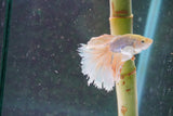 Dumbo   Multicolor Halfmoon Male Betta (ID#801-M614) Free2Day SHIPPING