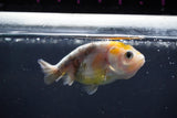 Baby Ranchu  Calico 2.5 Inch (ID#1022R9c-56) Free2Day SHIPPING