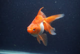 Ryukin Long Tail Red White 5 Inch (ID#1231Ry7b-4) Free2Day SHIPPING