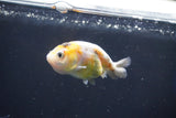 Baby Ranchu  Calico 2.5 Inch (ID#1022R9c-56) Free2Day SHIPPING