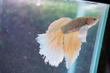 Dumbo   Multicolor Halfmoon Male Betta (ID#801-M614) Free2Day SHIPPING