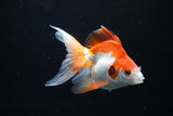 Ryukin  Red White 4.5 Inch (ID#221Ry8a-24) Free2Day SHIPPING
