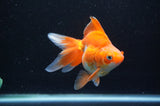 Ryukin Long Tail Red White 4.5 Inch (ID#415Ry8a-1) Free2Day SHIPPING