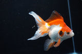 Ryukin  Red White 4.5 Inch (ID#221Ry8a-24) Free2Day SHIPPING