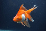 Ryukin Long Tail Red White 5 Inch (ID#1231Ry7b-4) Free2Day SHIPPING