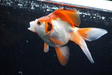 Ryukin  Red White 4.5 Inch (ID#221Ry8a-24) Free2Day SHIPPING