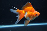 Ryukin Long Tail Red White 4.5 Inch (ID#415Ry8a-1) Free2Day SHIPPING