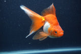 Ryukin Long Tail Red White 5 Inch (ID#1231Ry7b-4) Free2Day SHIPPING