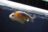 Baby Ranchu  Calico 2.5 Inch (ID#1022R9c-56) Free2Day SHIPPING