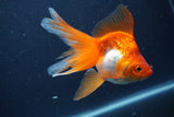 Ryukin Long Tail Red White 5 Inch (ID#1231Ry7b-4) Free2Day SHIPPING