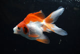 Ryukin  Red White 4.5 Inch (ID#221Ry8a-24) Free2Day SHIPPING