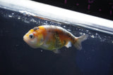 Baby Ranchu  Calico 2.5 Inch (ID#1022R9c-56) Free2Day SHIPPING