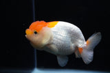 Juvenile Lionchu  Red White 3.5 Inch (ID#1220R11b-15) Free2Day SHIPPING