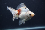 Ryukin Long Tail Calico 4.5 Inch (ID#1231Ry7b-5) Free2Day SHIPPING