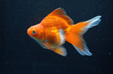 Ryukin Long Tail Red White 4.5 Inch (ID#415Ry8a-1) Free2Day SHIPPING