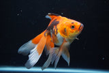 Ryukin  Tricolor 5.5 Inch (ID#221Ry8a-25) Free2Day SHIPPING