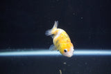 Baby Ranchu  Calico 3 Inch (ID#1022R9c-57) Free2Day SHIPPING