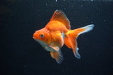Ryukin Long Tail Red White 4.5 Inch (ID#415Ry8a-1) Free2Day SHIPPING