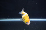 Baby Ranchu  Calico 3 Inch (ID#1022R9c-57) Free2Day SHIPPING