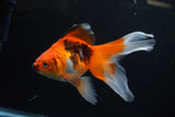 Ryukin  Tricolor 5.5 Inch (ID#221Ry8a-25) Free2Day SHIPPING