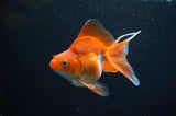 Ryukin Long Tail Red White 4.5 Inch (ID#415Ry8a-1) Free2Day SHIPPING