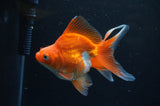 Ryukin Long Tail Red White 4.5 Inch (ID#415Ry8a-1) Free2Day SHIPPING