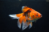 Ryukin  Tricolor 5.5 Inch (ID#221Ry8a-25) Free2Day SHIPPING
