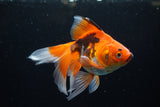 Ryukin  Tricolor 5.5 Inch (ID#221Ry8a-25) Free2Day SHIPPING