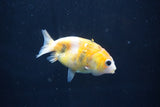 Baby Ranchu  Calico 3 Inch (ID#1022R9c-57) Free2Day SHIPPING