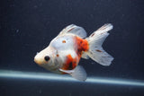 Ryukin Long Tail Calico 4.5 Inch (ID#1231Ry7b-5) Free2Day SHIPPING