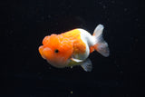 Juvenile Lionchu  Red White 3.5 Inch (ID#1220R11b-16) Free2Day SHIPPING