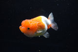 Juvenile Lionchu  Red White 3.5 Inch (ID#1220R11b-16) Free2Day SHIPPING