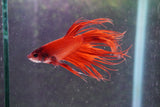 Red Crowntail Male Betta (ID#801-M616) Free2Day SHIPPING