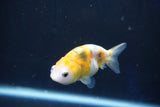 Baby Ranchu  Calico 3 Inch (ID#1022R9c-57) Free2Day SHIPPING